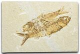Plate of Two Fossil Fish (Knightia) - Wyoming #346029-1